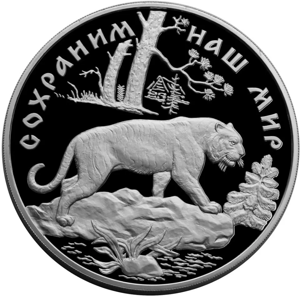 Амурский тигр